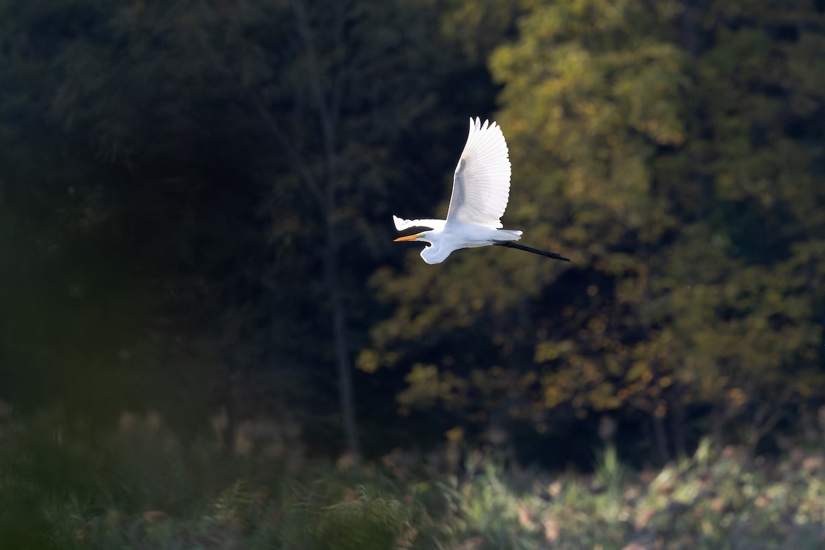 Great Egret - Amy Rangel