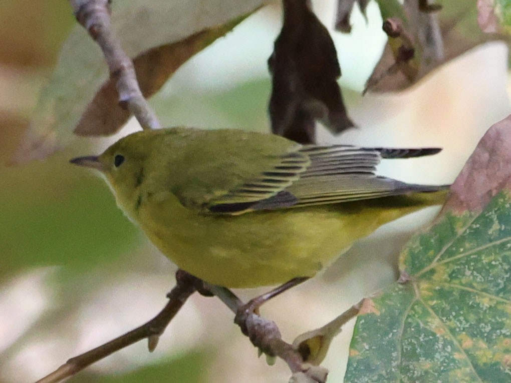 Yellow Warbler - ML623859889