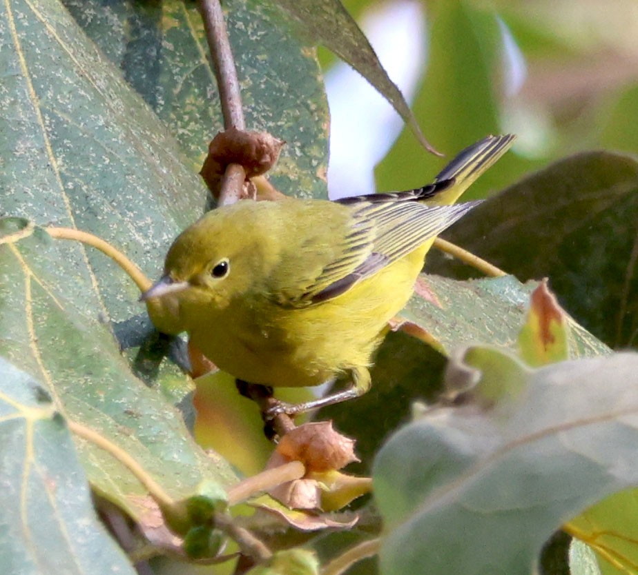 Yellow Warbler - ML623859890