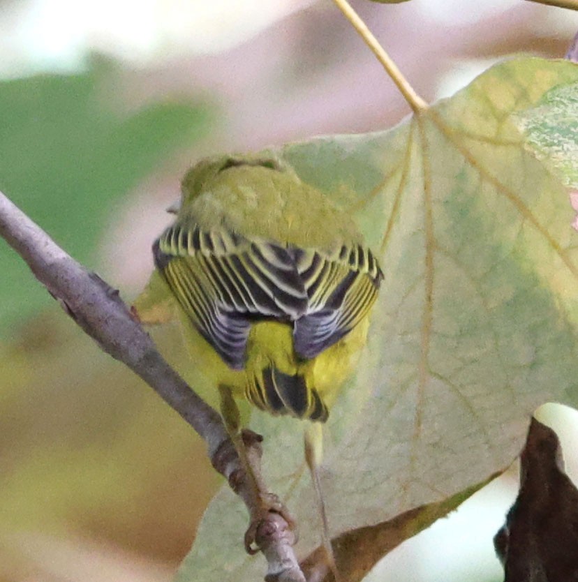 Yellow Warbler - ML623859891