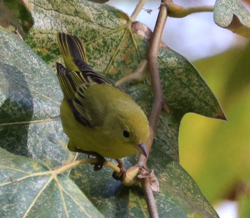 Yellow Warbler - ML623859892