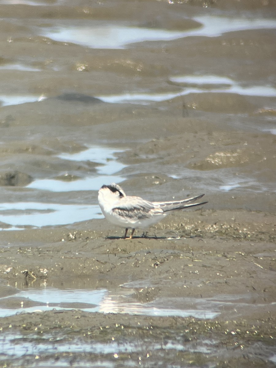 Least Tern - ML623859902