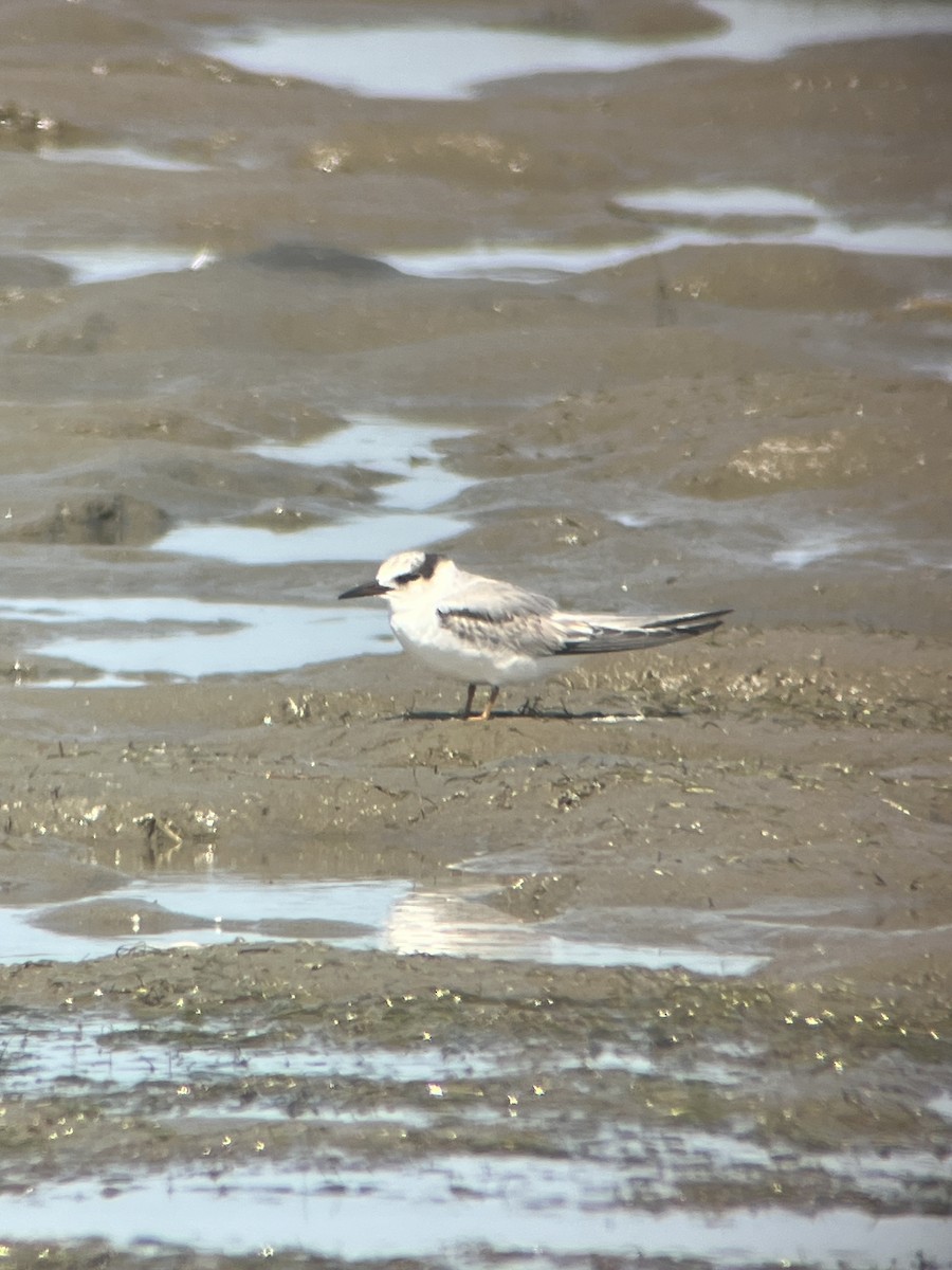 Least Tern - ML623859903