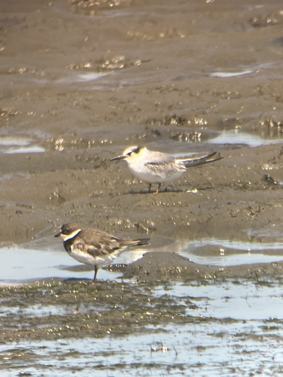 Least Tern - ML623859904