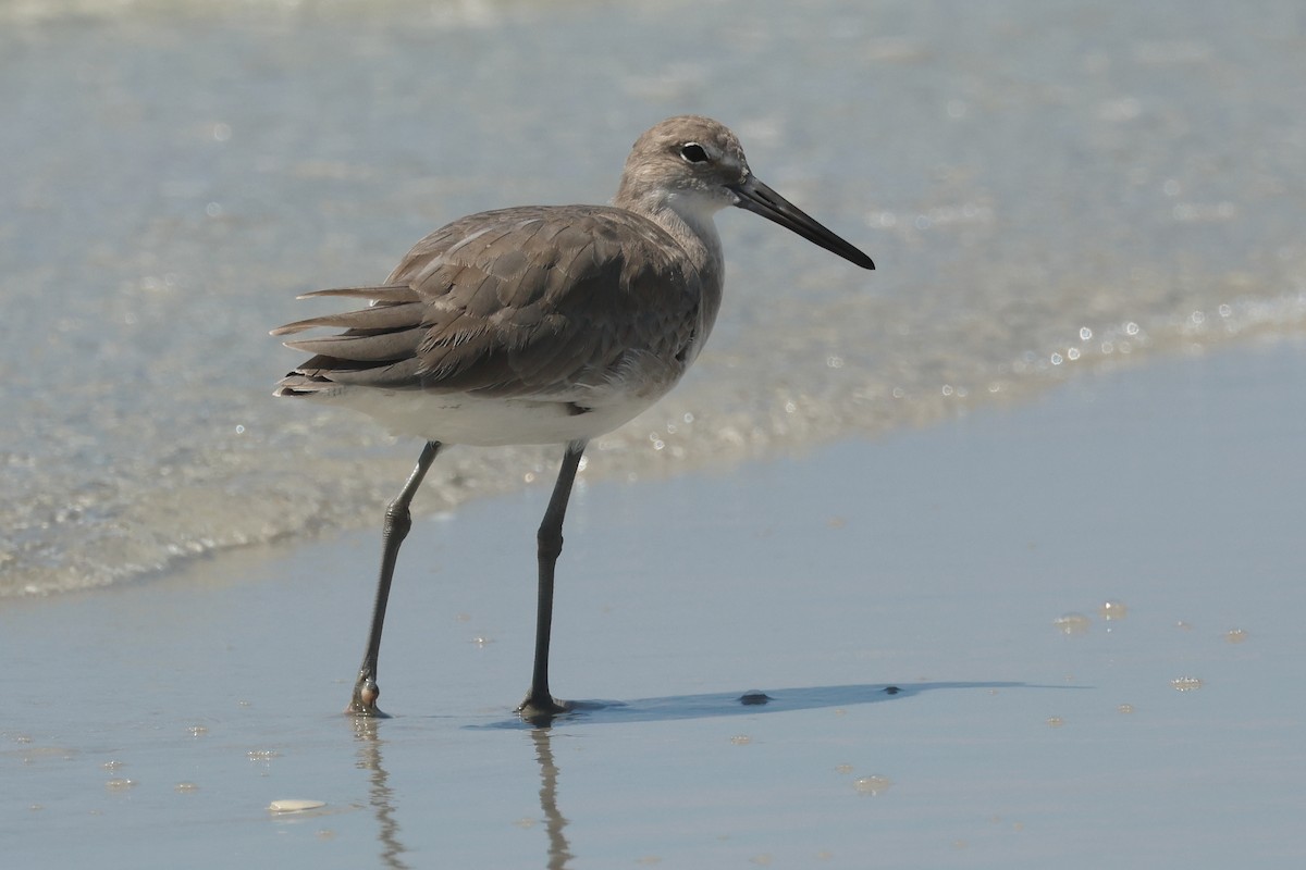 Willet - ML623859951