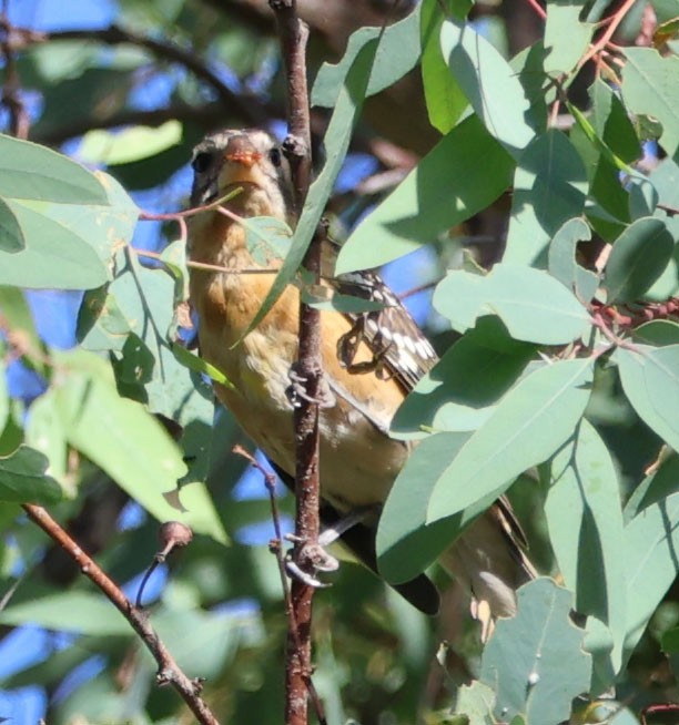 Black-headed Grosbeak - ML623859980