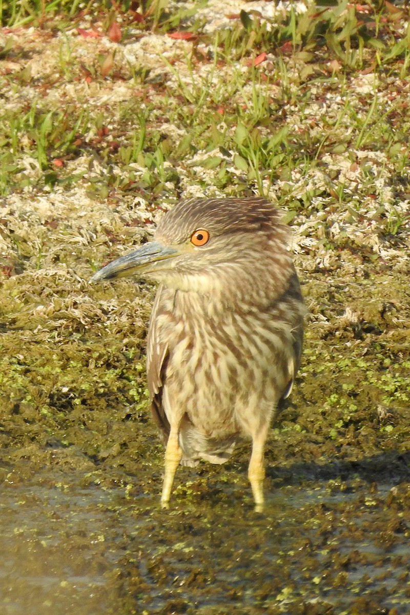 Black-crowned Night Heron - ML623860057