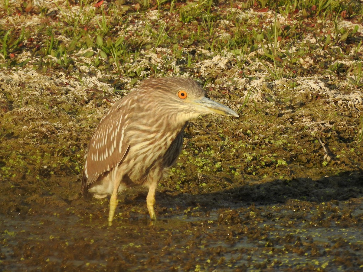 Black-crowned Night Heron - ML623860065
