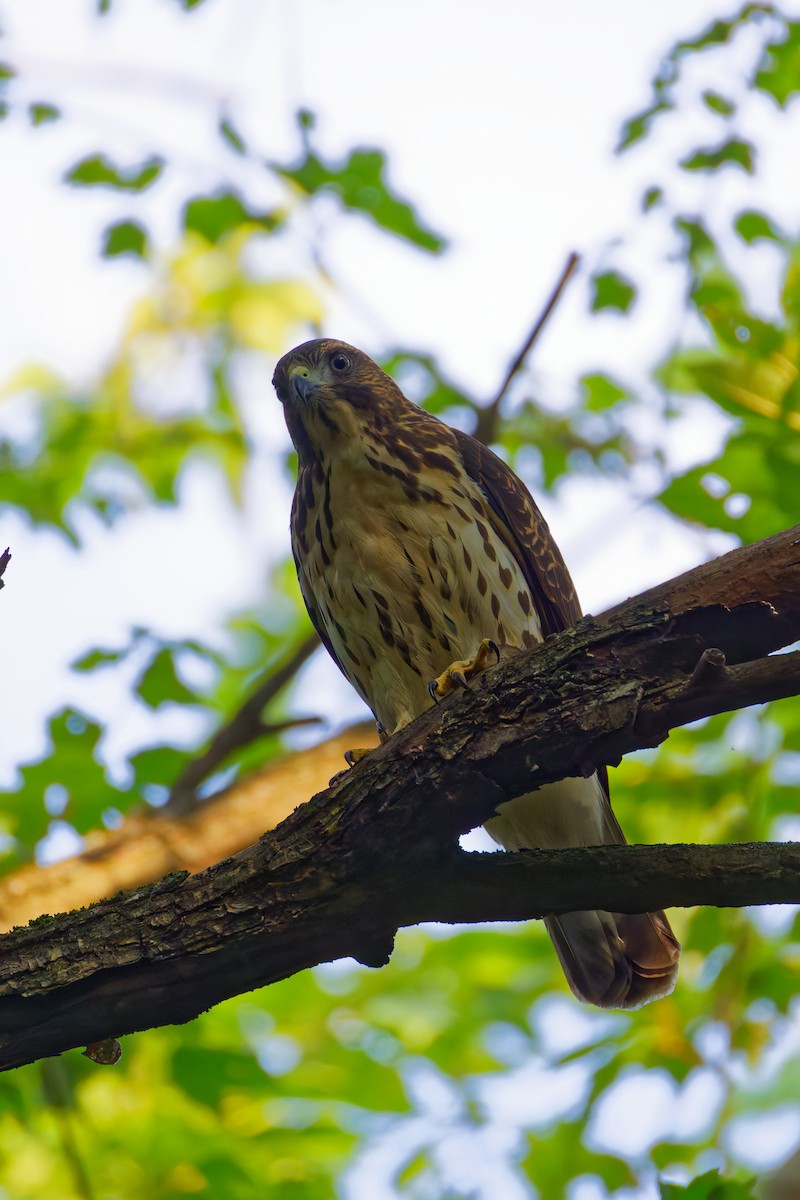 Broad-winged Hawk - ML623860074