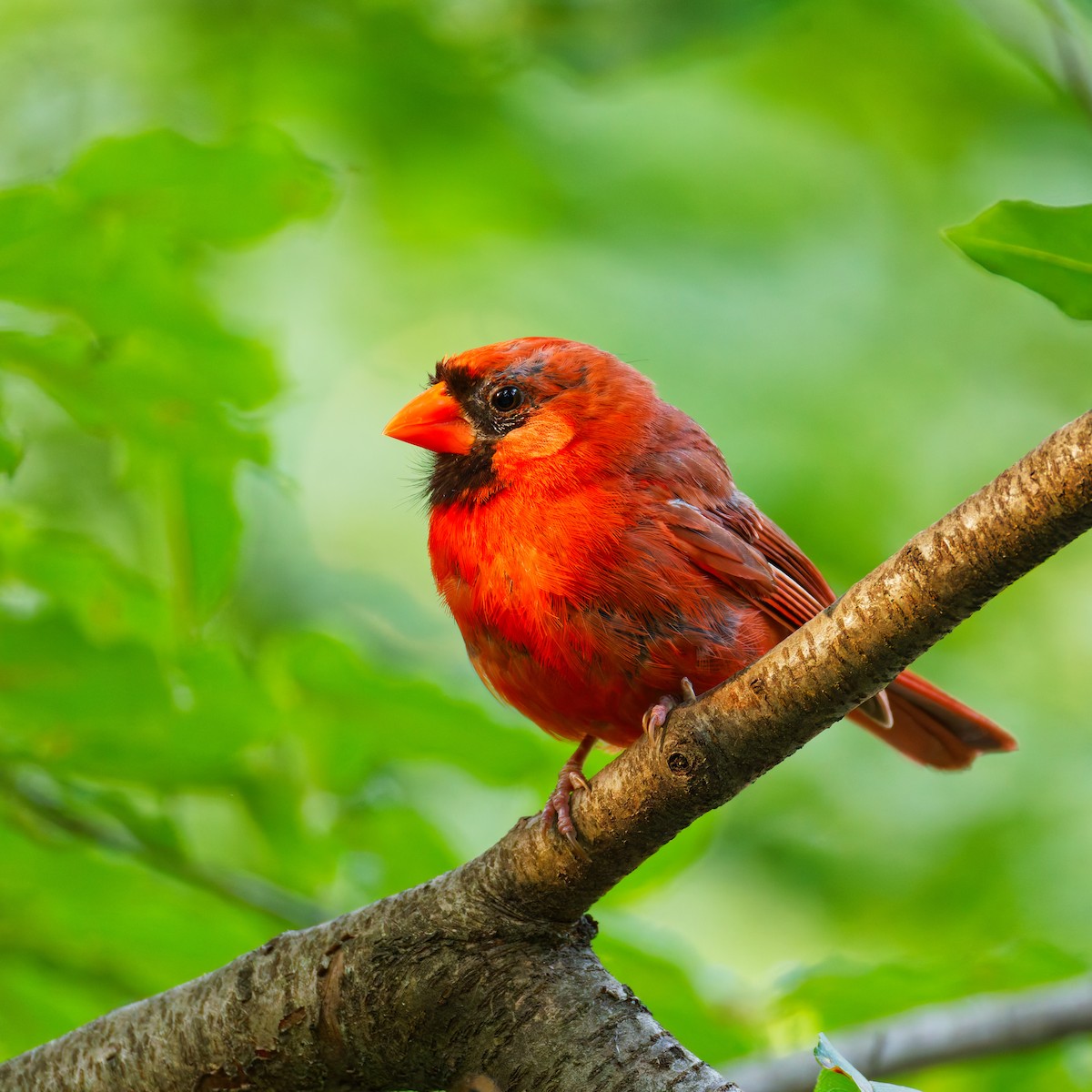 Northern Cardinal - ML623860081