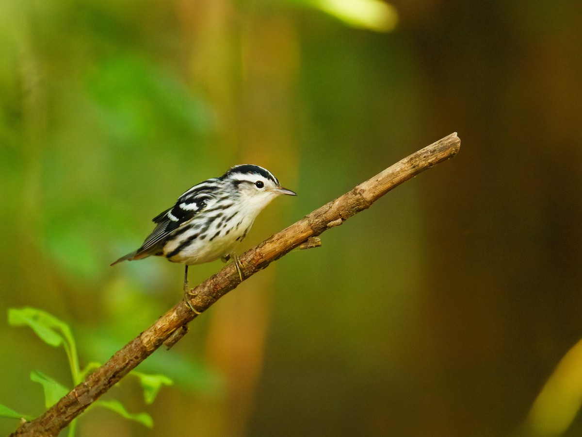 Black-and-white Warbler - ML623860100