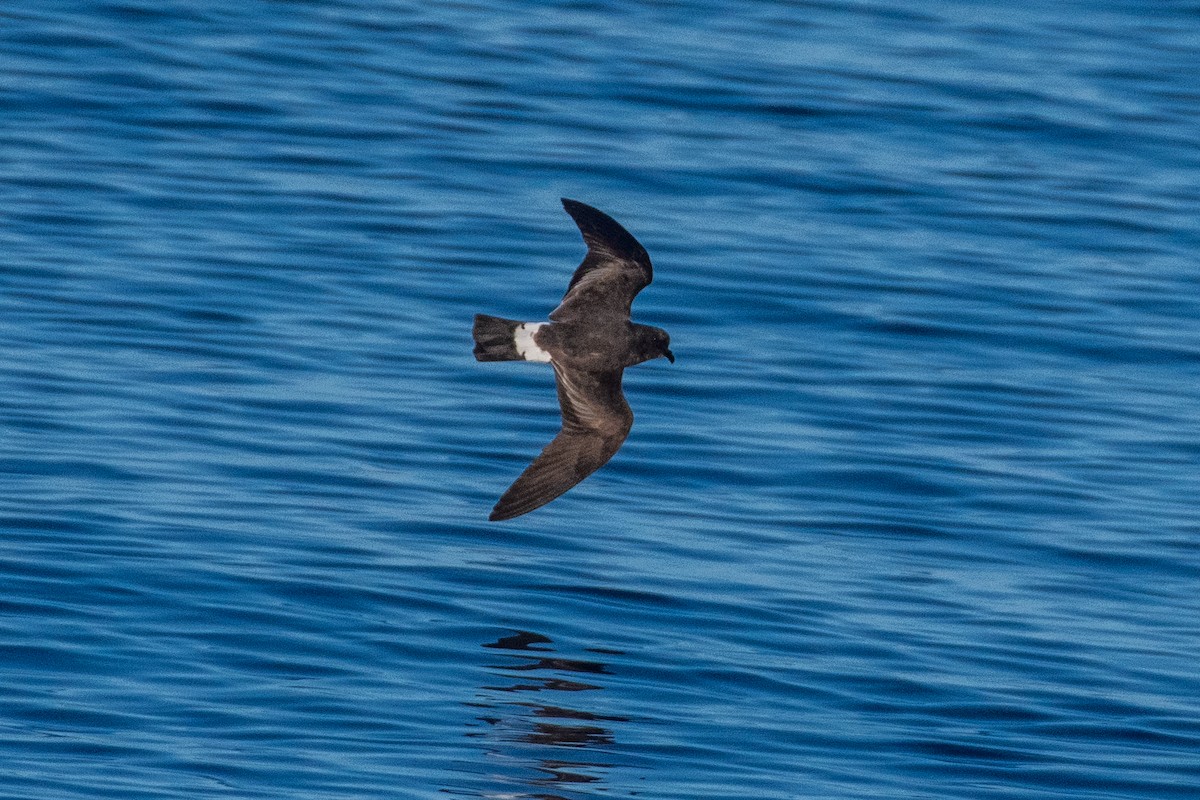 Band-rumped Storm-Petrel - ML623860101