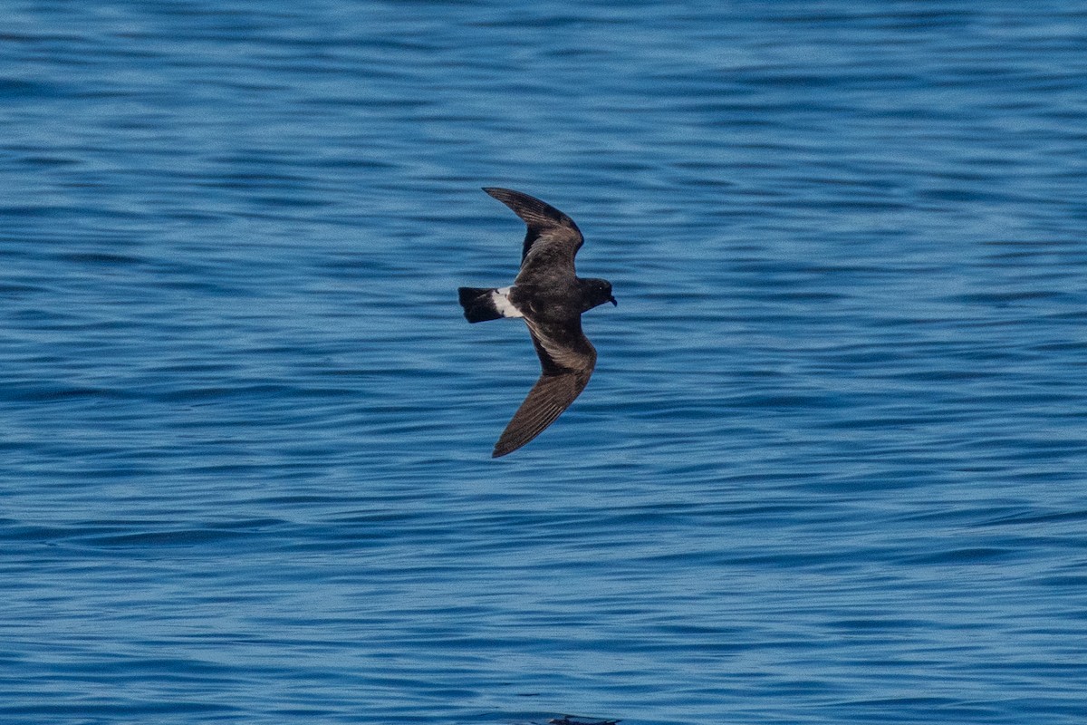 Band-rumped Storm-Petrel - ML623860102