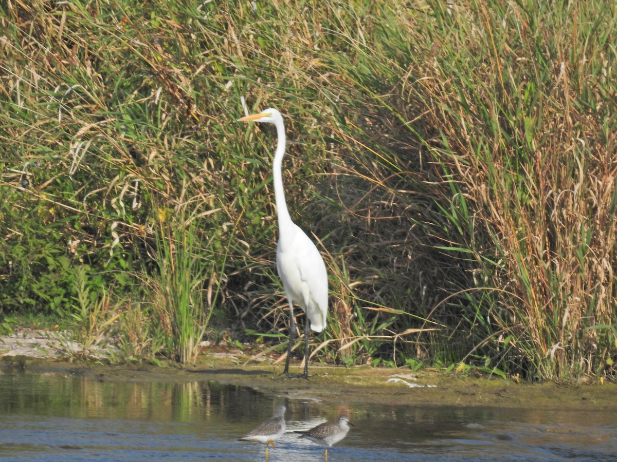 Great Egret - ML623860116