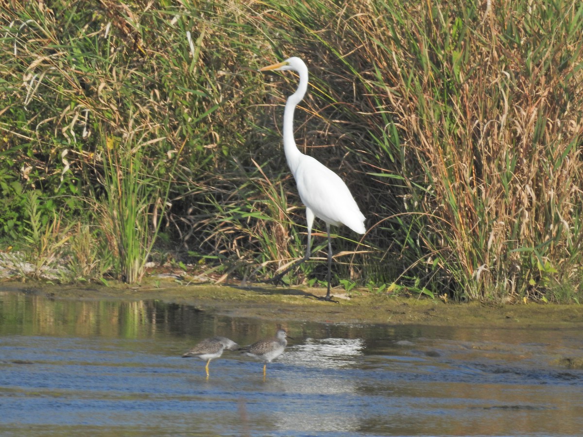 Great Egret - ML623860117