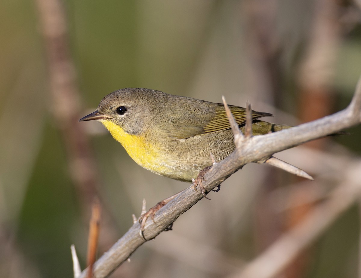 Common Yellowthroat - ML623860122