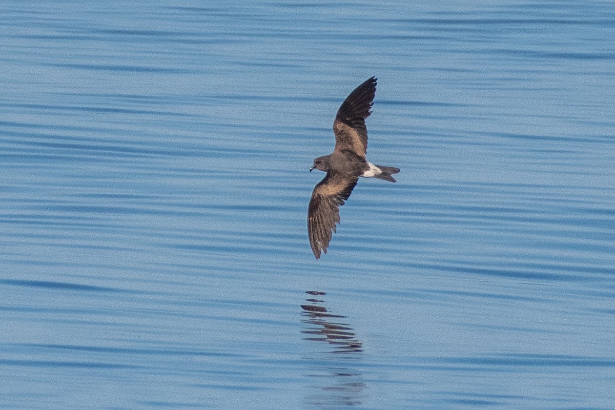 Leach's Storm-Petrel (Leach's) - ML623860141