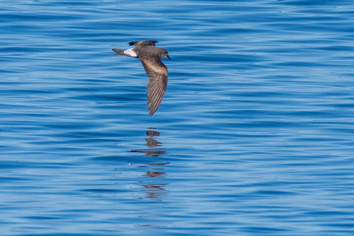 Paíño Boreal (leucorhoa) - ML623860143