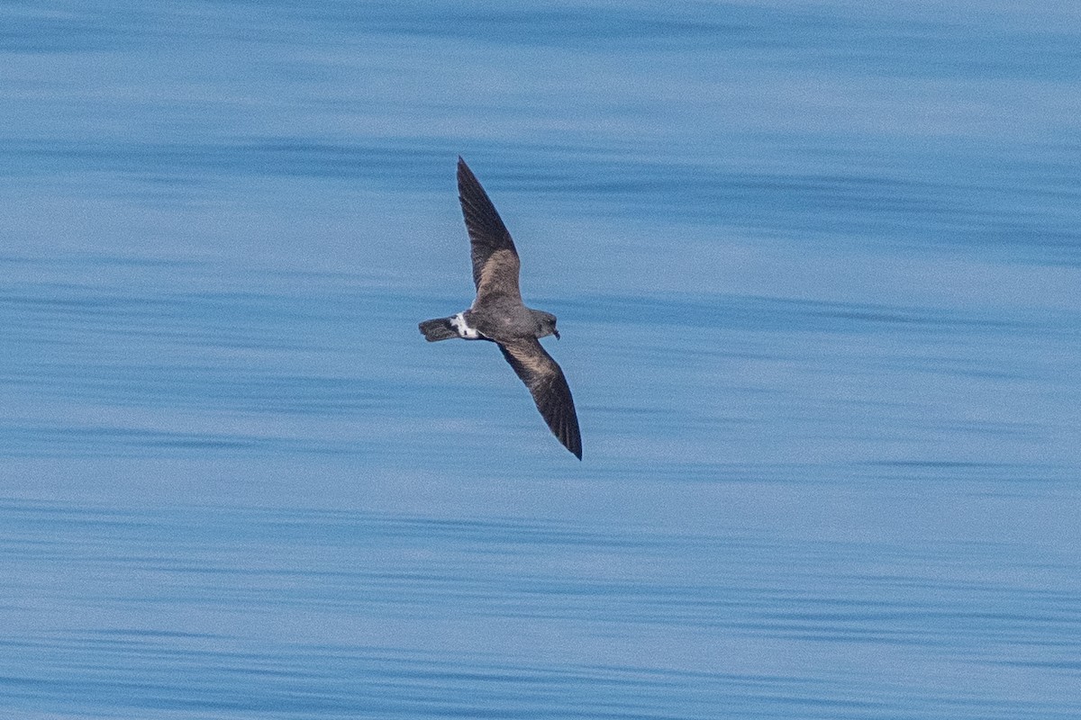 Band-rumped Storm-Petrel - ML623860164