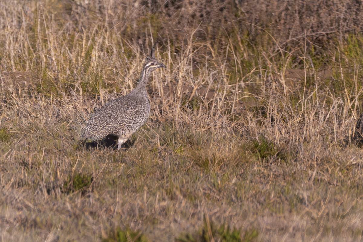 Elegant Crested-Tinamou - ML623860180