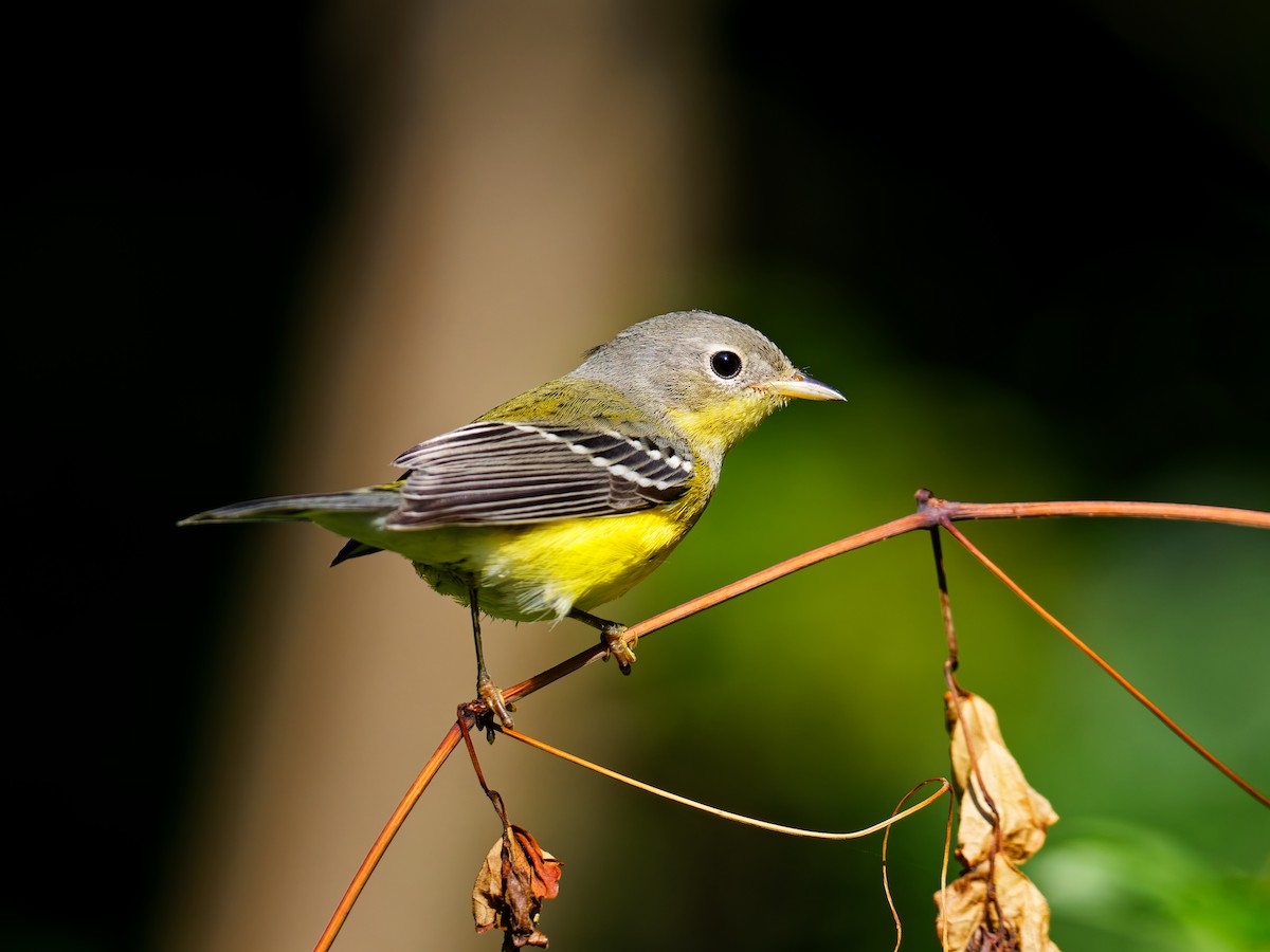 Magnolia Warbler - ML623860182