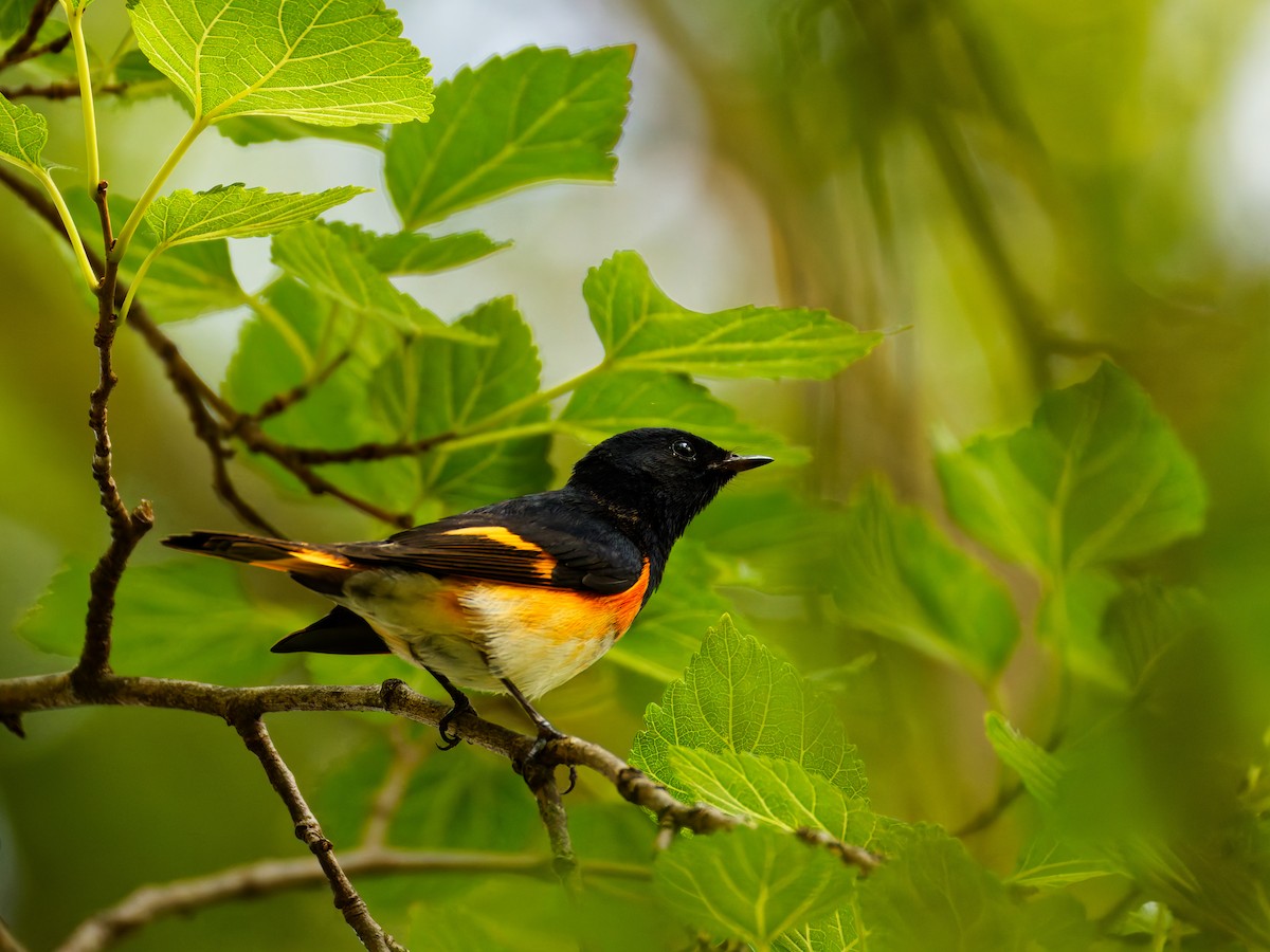 American Redstart - ML623860183