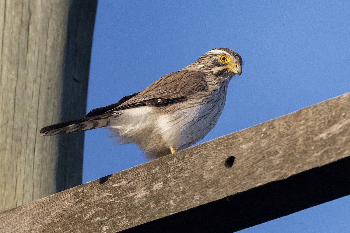 Spot-winged Falconet - ADRIAN GRILLI