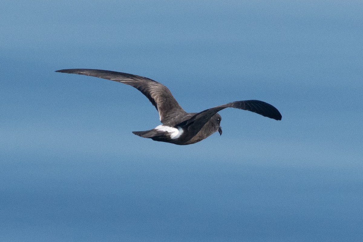 Band-rumped Storm-Petrel - ML623860206