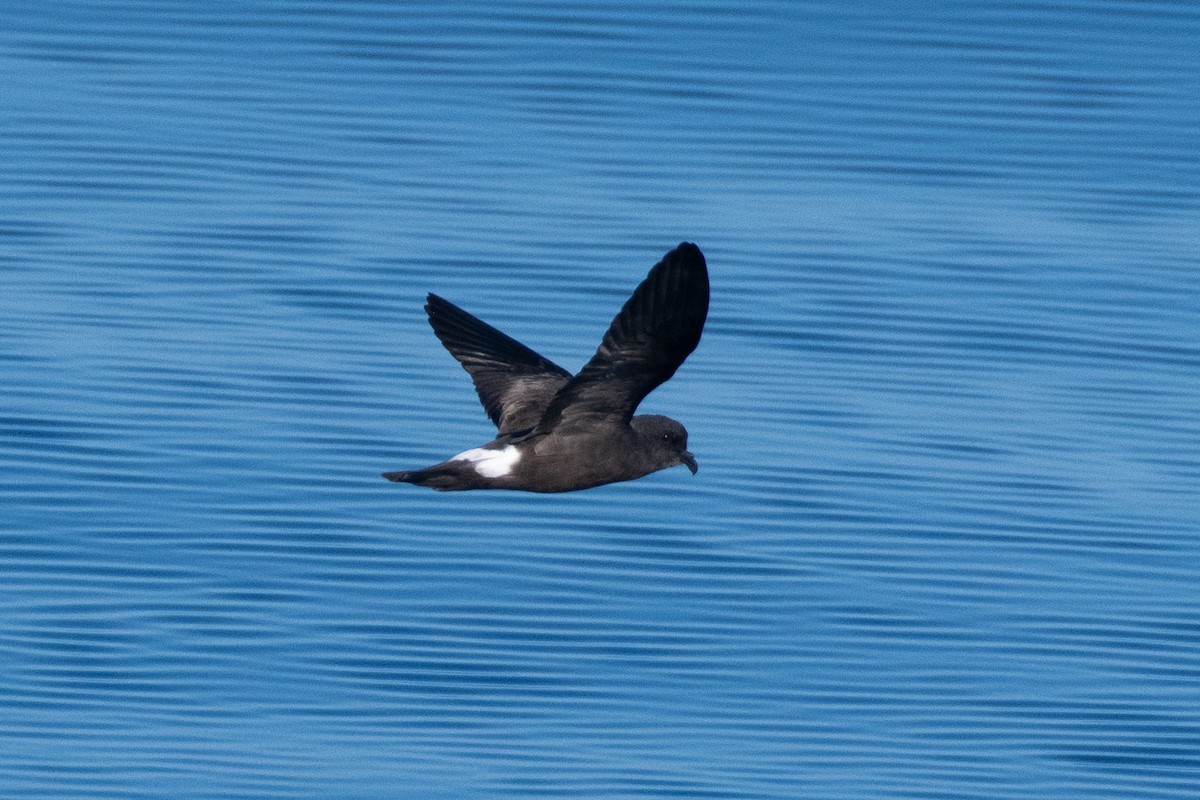 Band-rumped Storm-Petrel - ML623860207