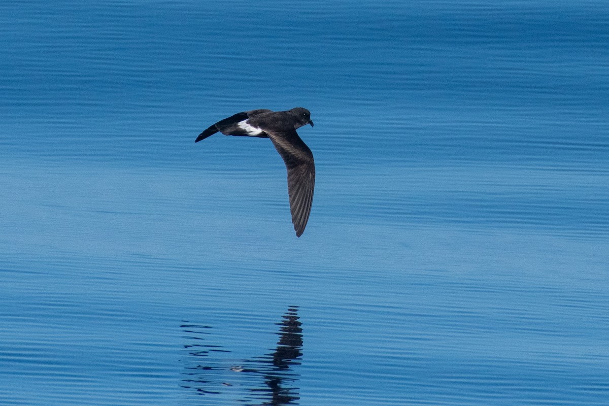 Band-rumped Storm-Petrel - ML623860209