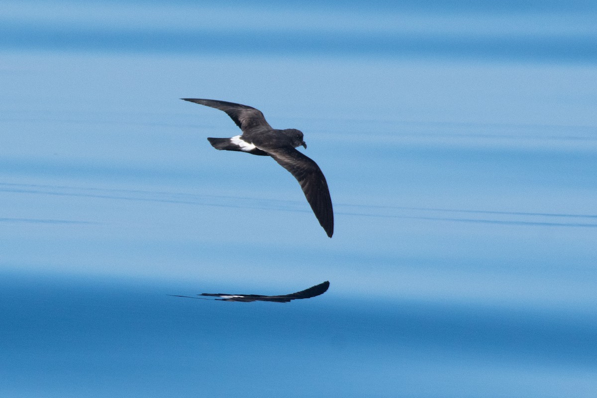 Band-rumped Storm-Petrel - ML623860210