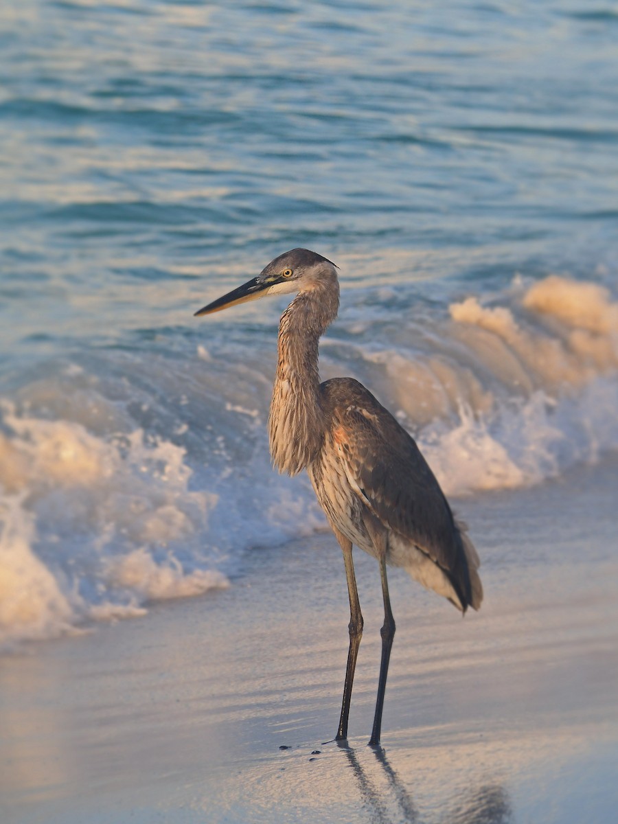 Great Blue Heron - ML623860238