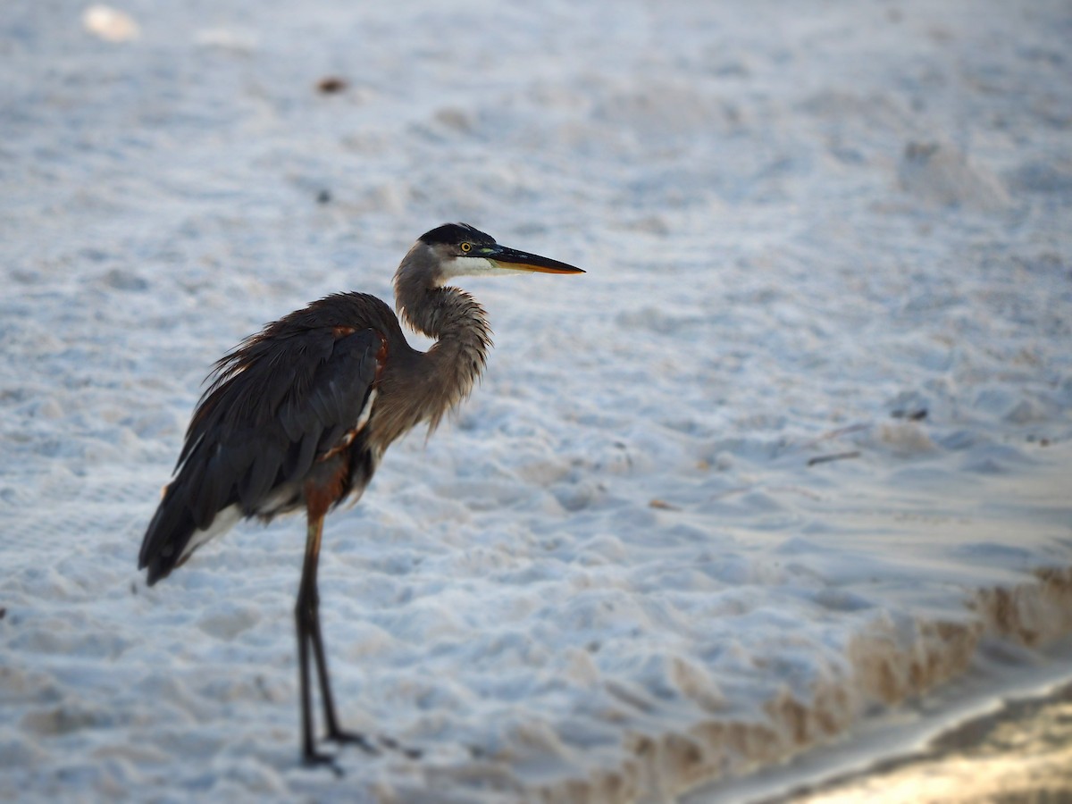 Great Blue Heron - ML623860239