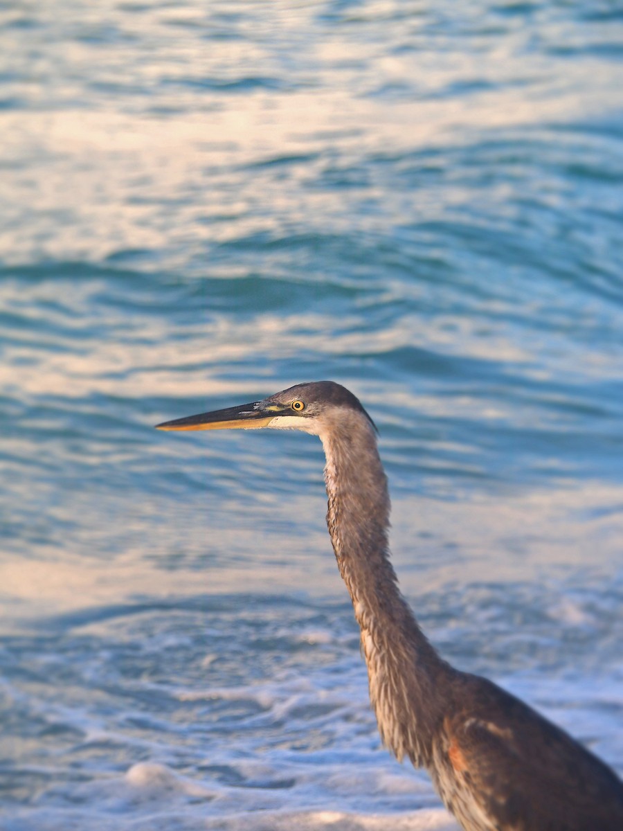 Great Blue Heron - ML623860240