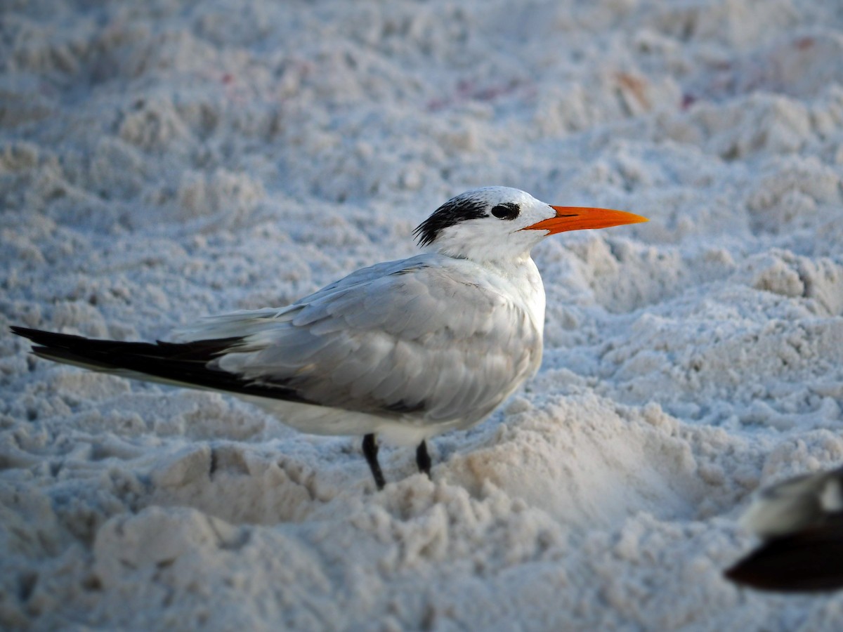 Royal Tern - ML623860253