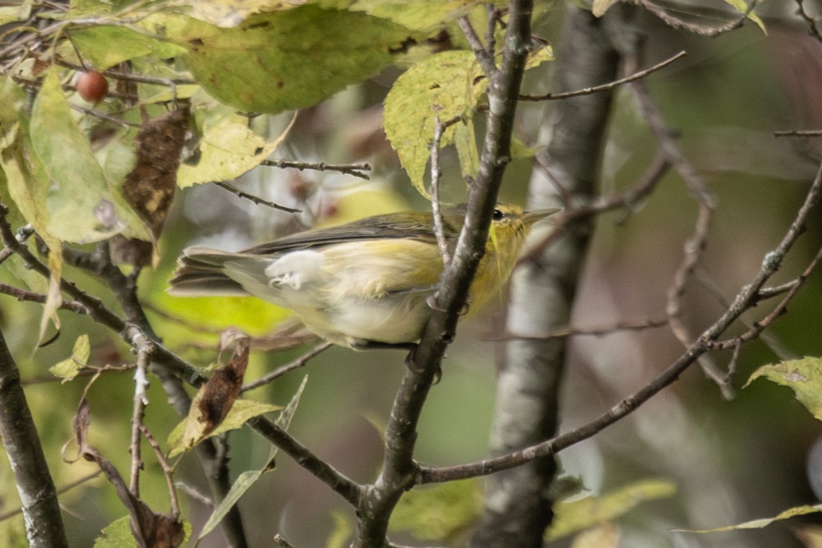 Tennessee Warbler - ML623860264