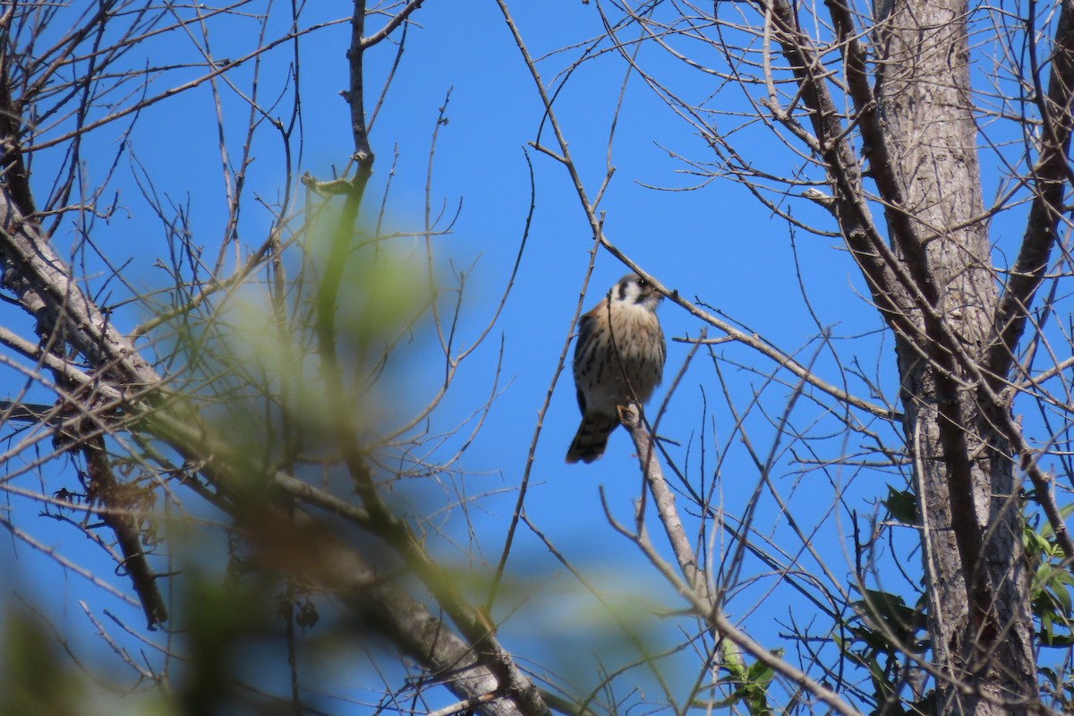 American Kestrel - Becky Turley