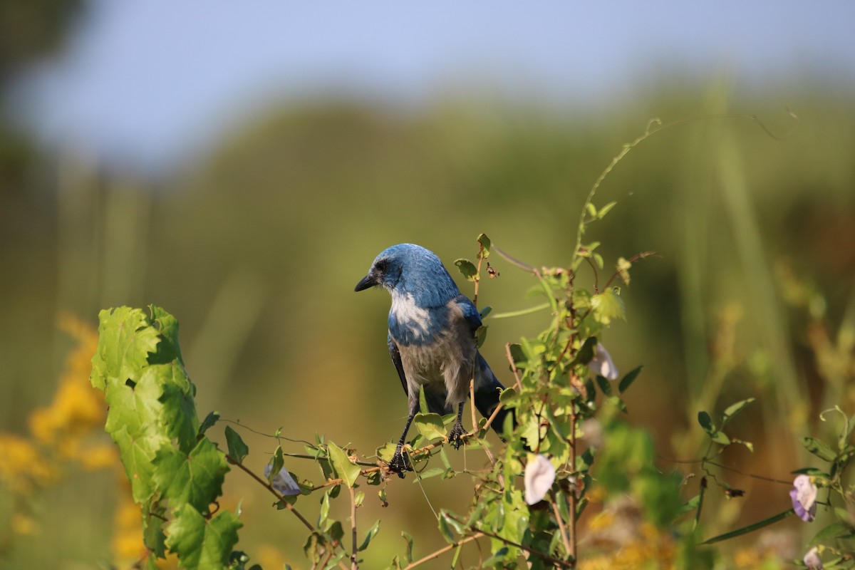 Florida Scrub-Jay - ML623860315