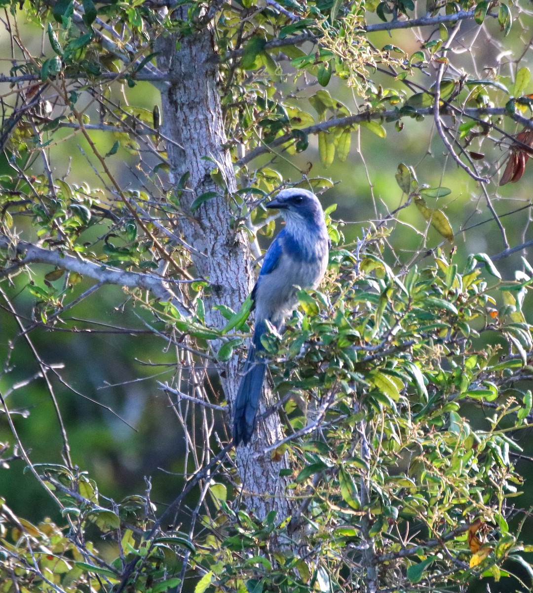 Florida Scrub-Jay - ML623860316