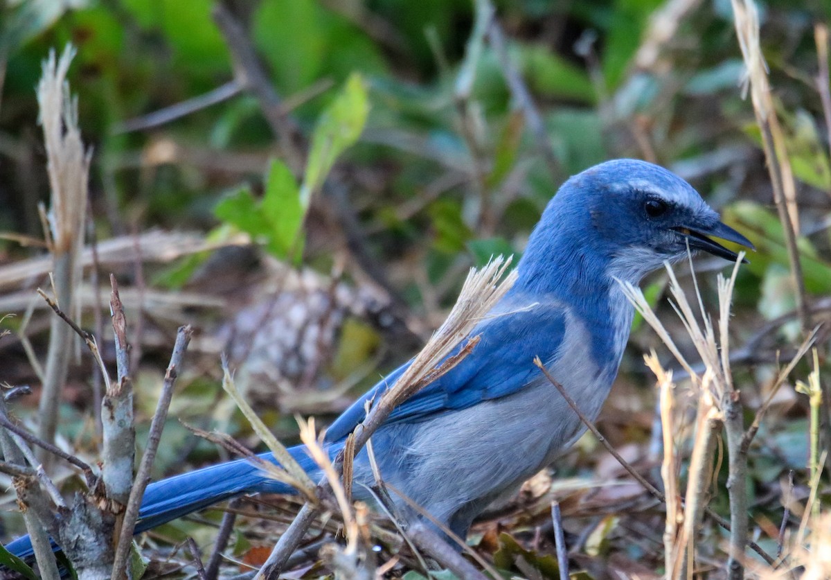 Florida Scrub-Jay - ML623860318