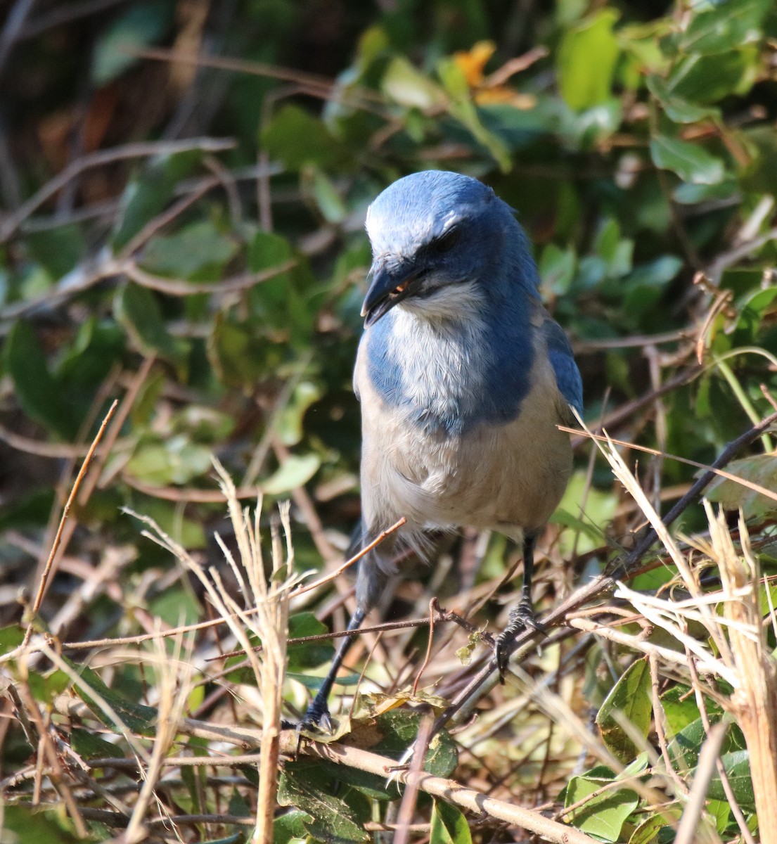 Florida Scrub-Jay - ML623860319