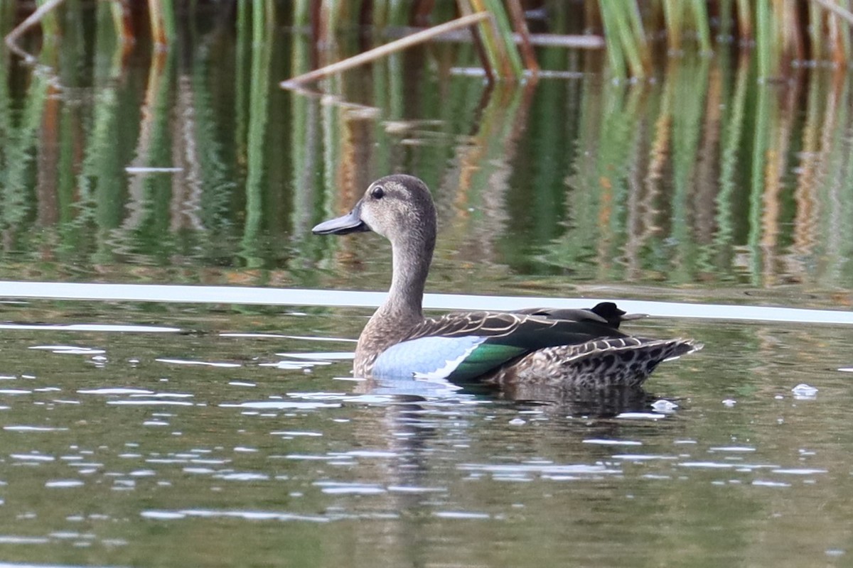 Blue-winged Teal - Robert Stewart