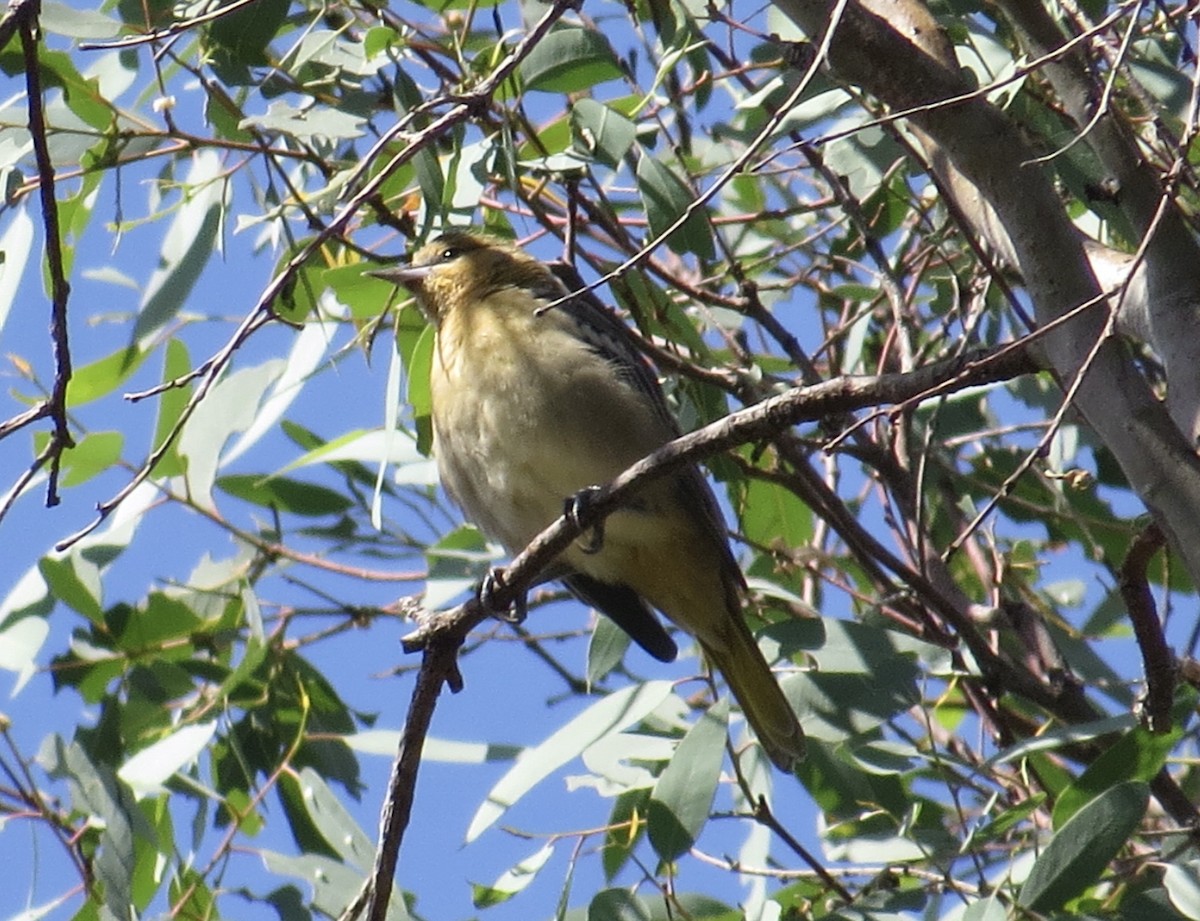 Bullock's Oriole - ML623860351