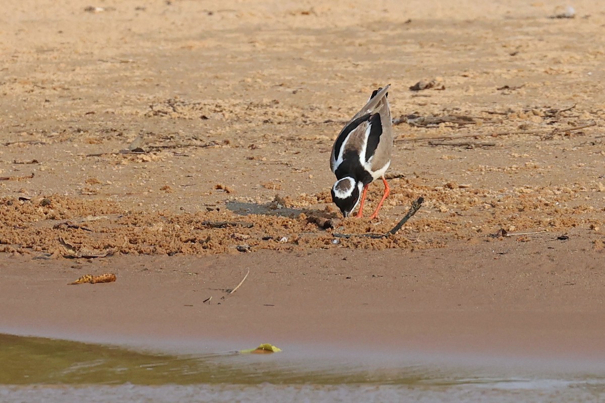 Pied Plover - ML623860360