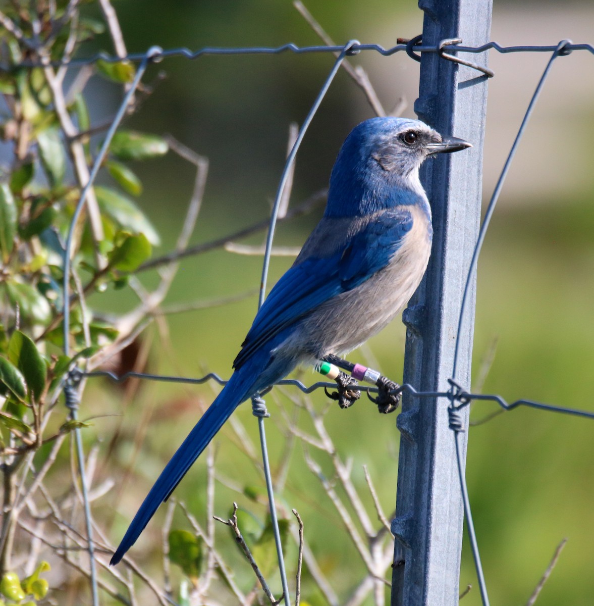 Florida Scrub-Jay - ML623860373