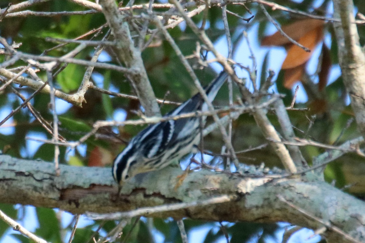 Black-and-white Warbler - ML623860394