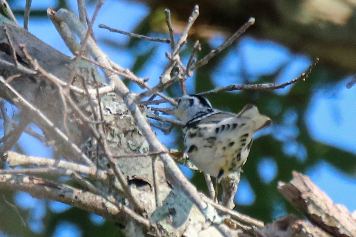 Black-and-white Warbler - ML623860395