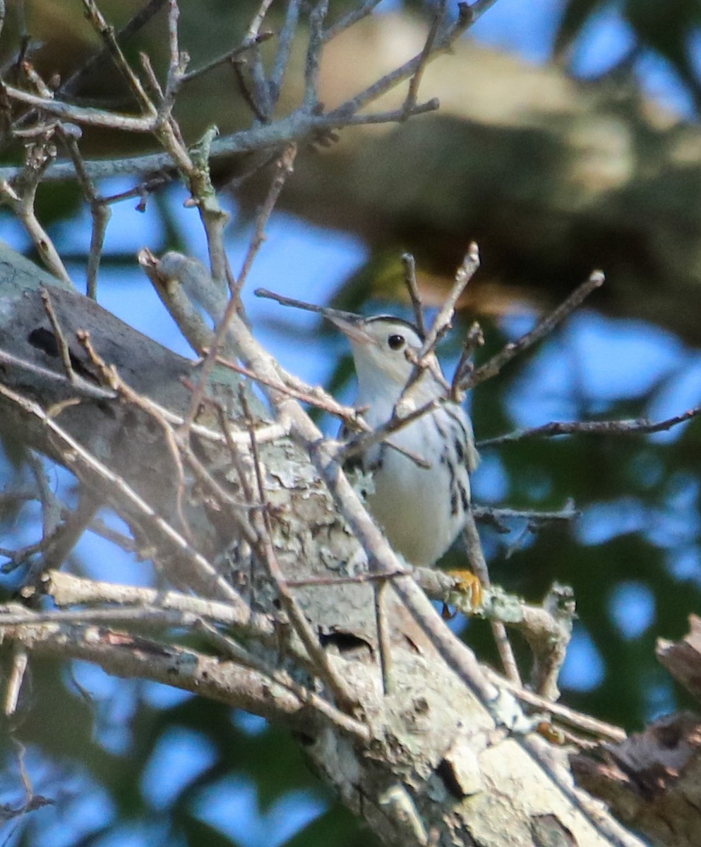 Black-and-white Warbler - ML623860396