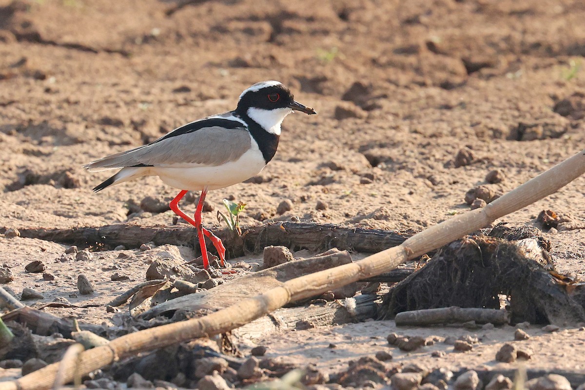 Pied Plover - ML623860398