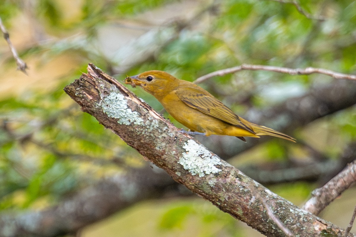 Summer Tanager - ML623860402